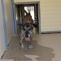 TYSON, chien à adopter