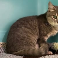 Gilou, chat à adopter