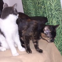 DAISY, chatte à adopter