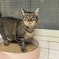 LOLA A17231, chatte à adopter