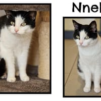 Nneko, chatte à adopter