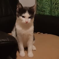 PUPPY, chatte à adopter