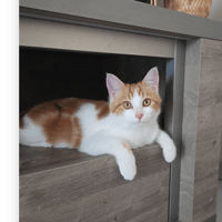 APOLLON, chat à adopter