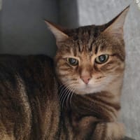 Chatounette, chatte à adopter