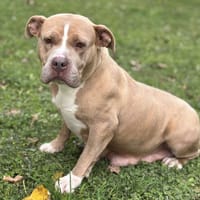 Prométhée CAA14293, chienne à adopter