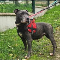 PEARL, chienne à adopter