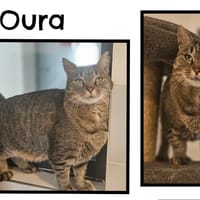 OURA, chat à adopter