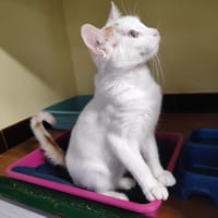 RASTA, chat à adopter
