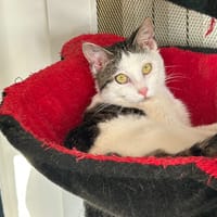 PAB28075 AUDI, chat à adopter