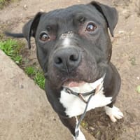 ULYSSE QCN, chien à adopter