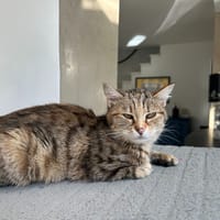 PAB28074 Ariane, chatte à adopter