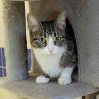 PRAIA PAB28063, chatte à adopter