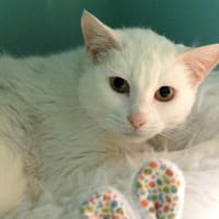 HERA PAB28040, chatte à adopter