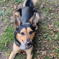 BLACKO, chien à adopter