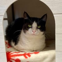 CELESTE, chatte à adopter