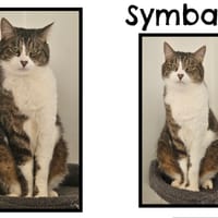 SYMBA, chat à adopter