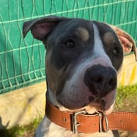 OSLO, chien à adopter
