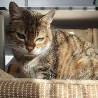 Margot, chatte à adopter