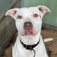 Java CAA13106, chienne à adopter