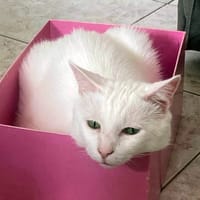 NEIGE, chat à adopter