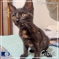 Gioia, gatto femmina da adottare