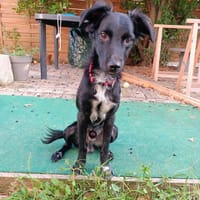 LAUREL, chien à adopter