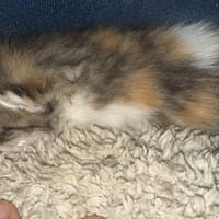 eunice, chatte à adopter