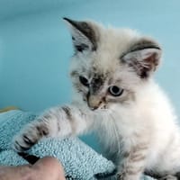bellone, chatte à adopter