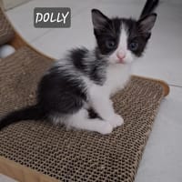 Dolly, chatte à adopter