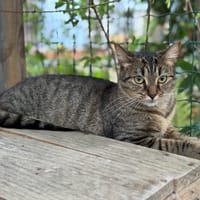 inari, chatte à adopter