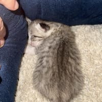 shane, chatte à adopter