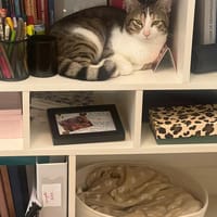 Djoko, chat à adopter