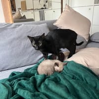 Bouteille, chatte à adopter