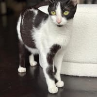 Alexandra, chatte à adopter
