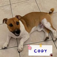 Cody, cane da adottare
