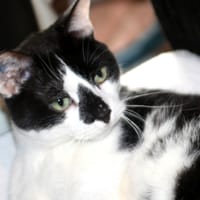 LILO CHAT NOIR & BLANC, chat à adopter