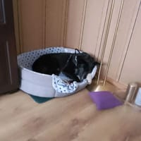 Skalpel, pies do adopcji