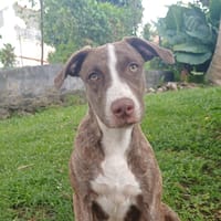 CANDY, chiot femelle Berger Créole, chienne à adopter