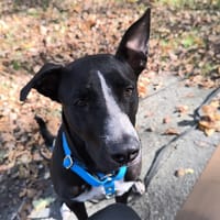 JEÏKO Mâle Berger créole junior, chien à adopter