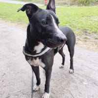 JEÏKO Mâle Berger créole junior, chien à adopter