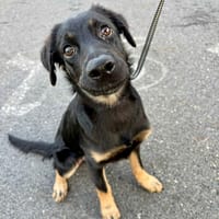 LORIENT, le petit bout en train au cœur tendre ! 🐾, chien à adopter