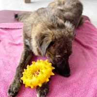 KIRA, Femelle junior Berger Créole, chienne à adopter