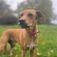 CHOUPY, Mâle berger créole junior, chien à adopter