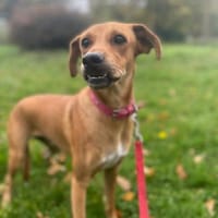 CHOUPY, Mâle berger créole junior, chien à adopter