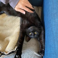Moon, chatte à adopter