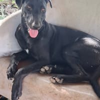 USLA, Femelle junior Berger Créole, chienne à adopter