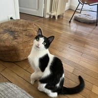 Poupette, chatte à adopter