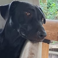 USLA, Femelle junior Berger Créole, chienne à adopter