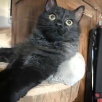 ACROBATE, chat à adopter