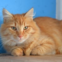 FOZZIE, chat à adopter